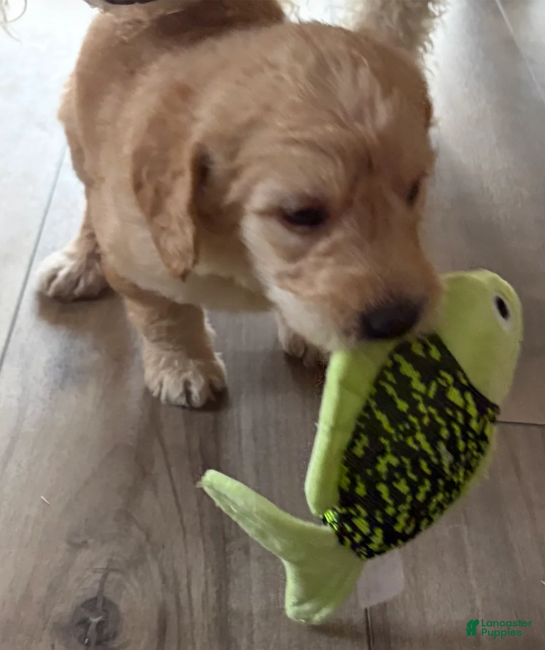 Double Doodle dogs for sale: Kenai - F2 Double Doodle - Ad 2
