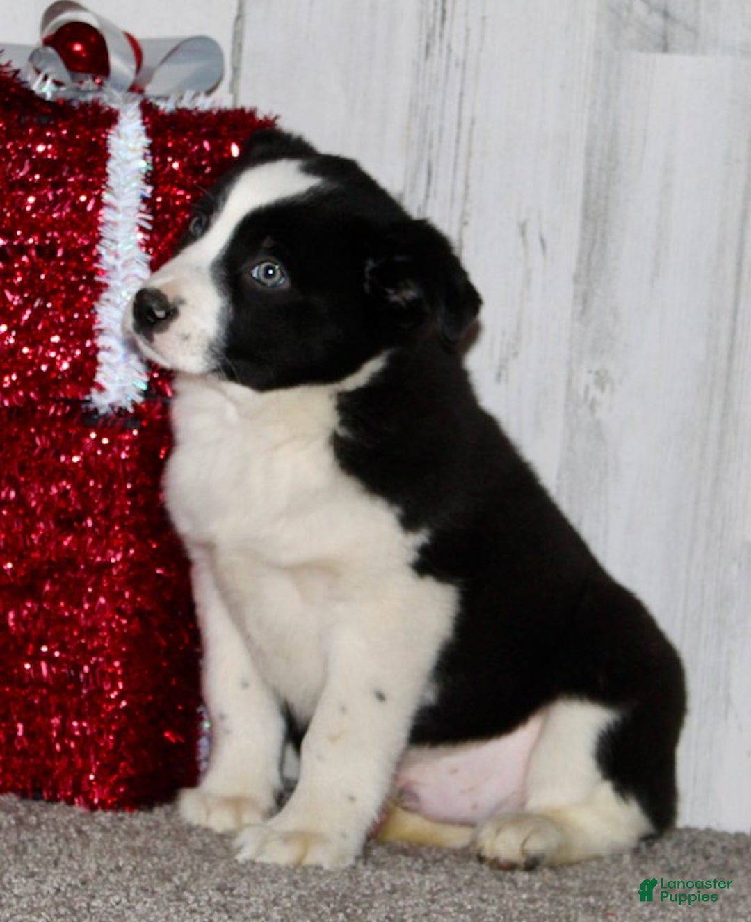 Mini Aussiedoodle dogs for sale: Mr. Ho Ho - Ad 5