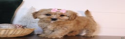 Cavapoo dogs for sale: Marla - Ad 1
