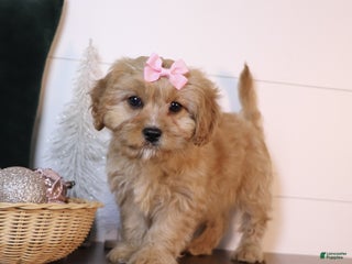 Cavapoo dogs Marla - Ad 13
