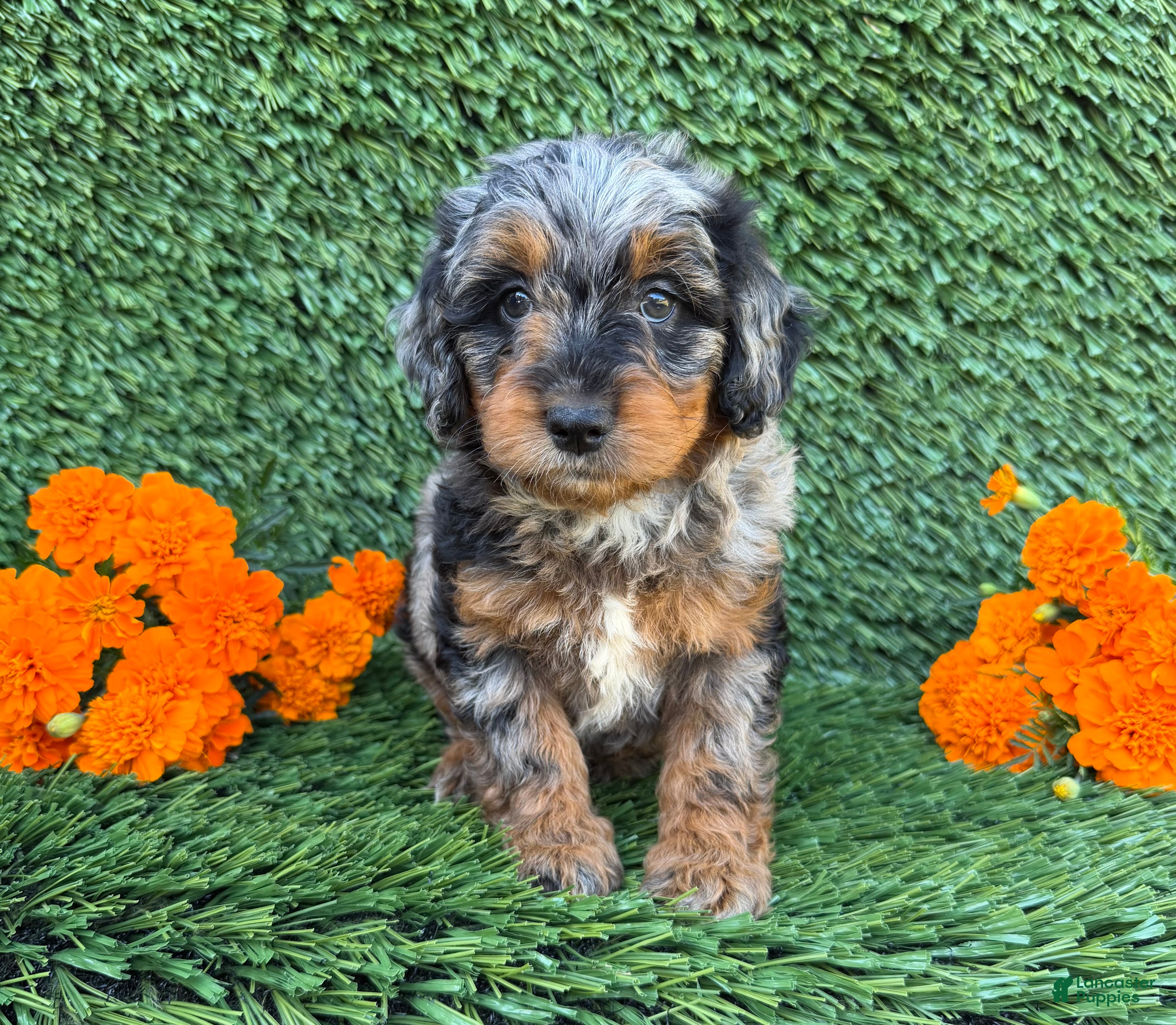 Mini Goldendoodle dogs for sale: Willow - Ad 3