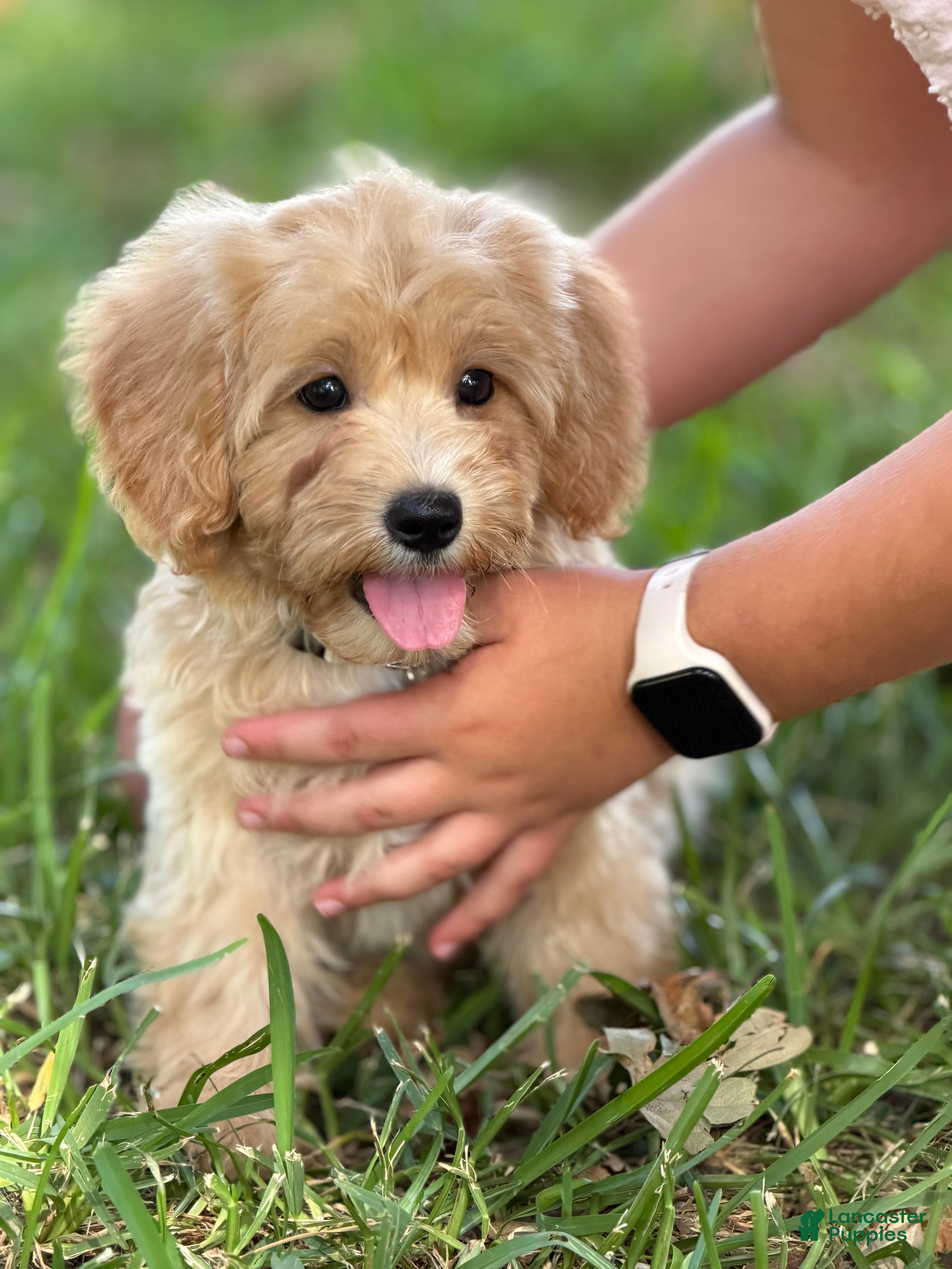 Maltipoo dogs Chloe - Ad 8