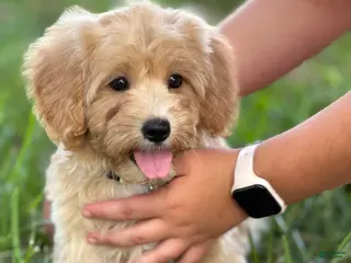 Maltipoo dogs Chloe - Ad 8