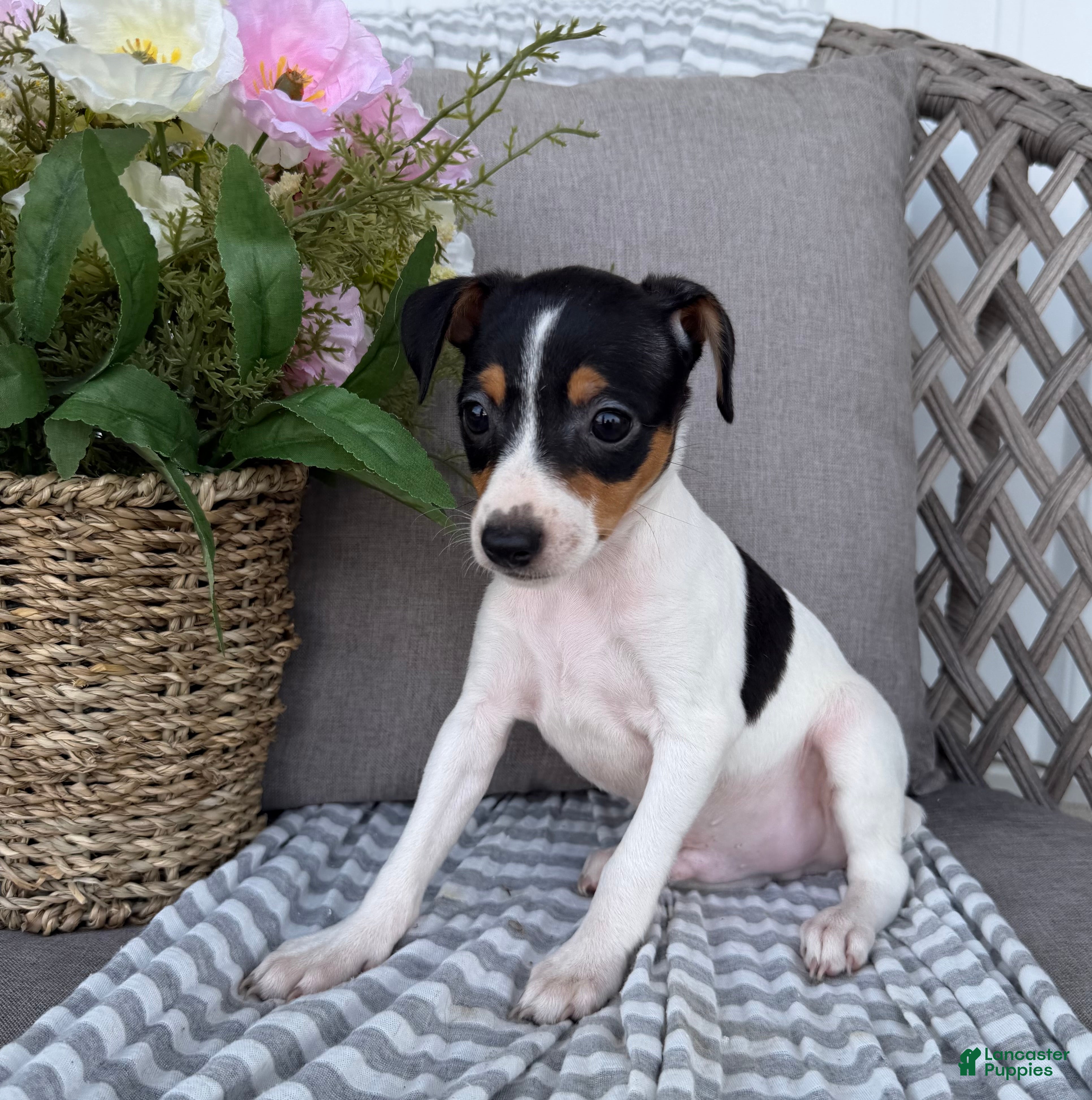 Toy Fox Terrier dogs Tommy - Ad 2