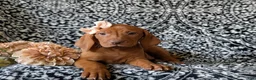 Vizsla dogs for sale: Kamille - Ad 5