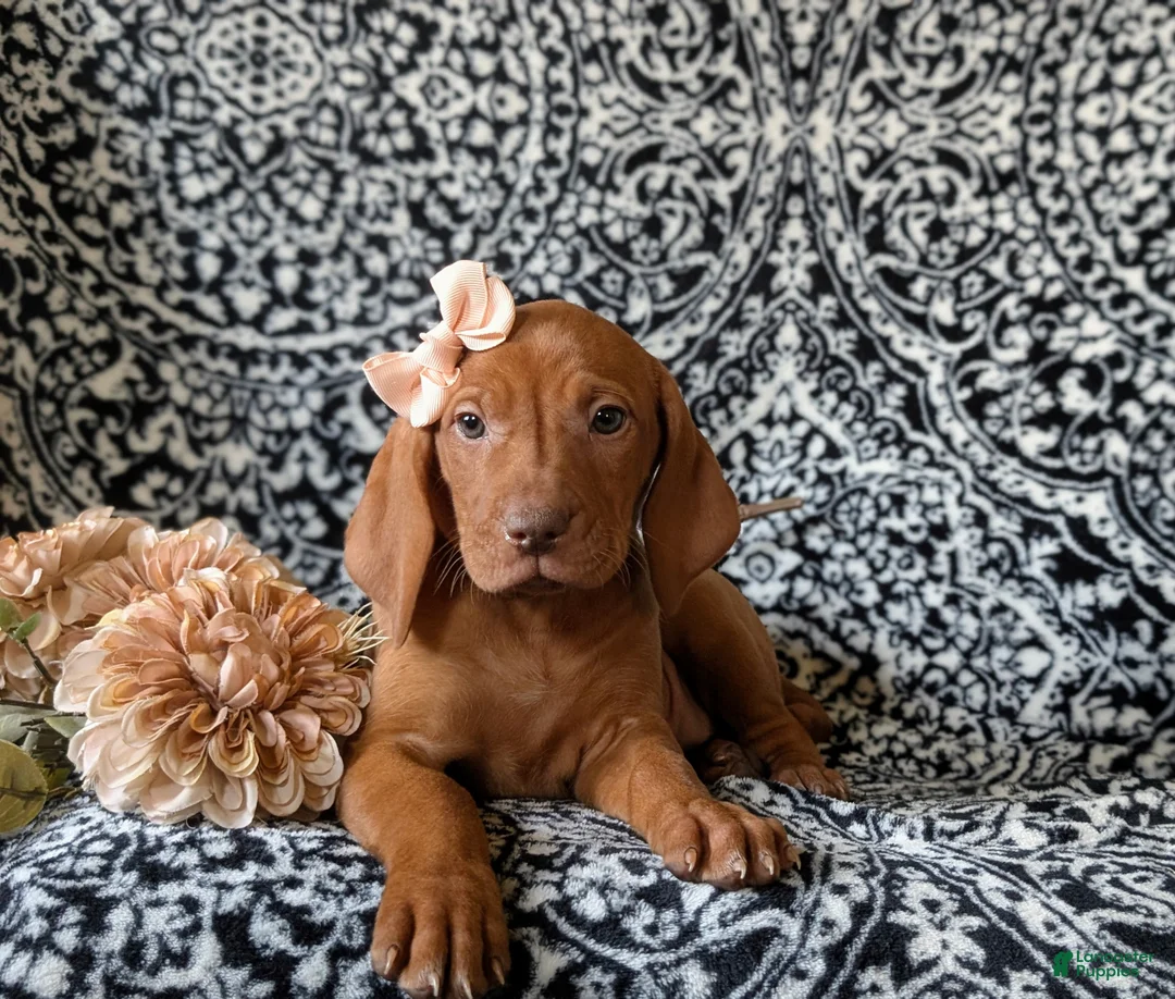 Vizsla dogs for sale: Kamille - Ad 5