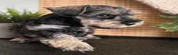 Miniature Schnauzer dogs for sale: Max - Ad 8