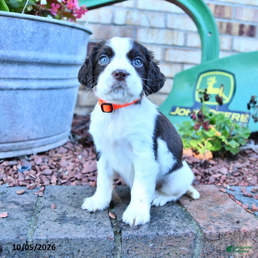 Trixie (English Springer Spaniel, Female) in New Philadelphia, OH