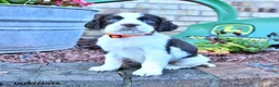 English Springer Spaniel dogs for sale: Trixie - Ad 1