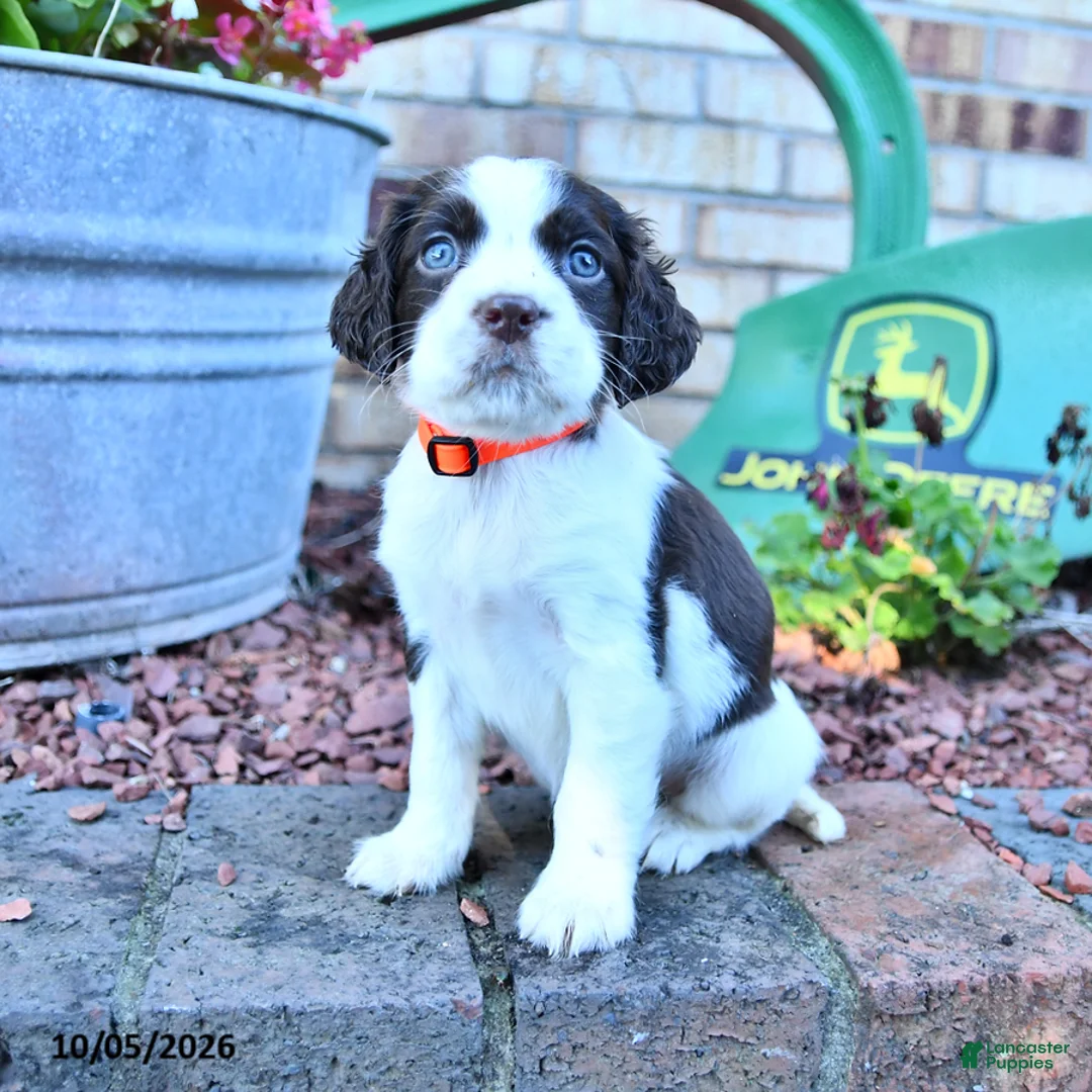 English Springer Spaniel dogs for sale: Trixie - Ad 1