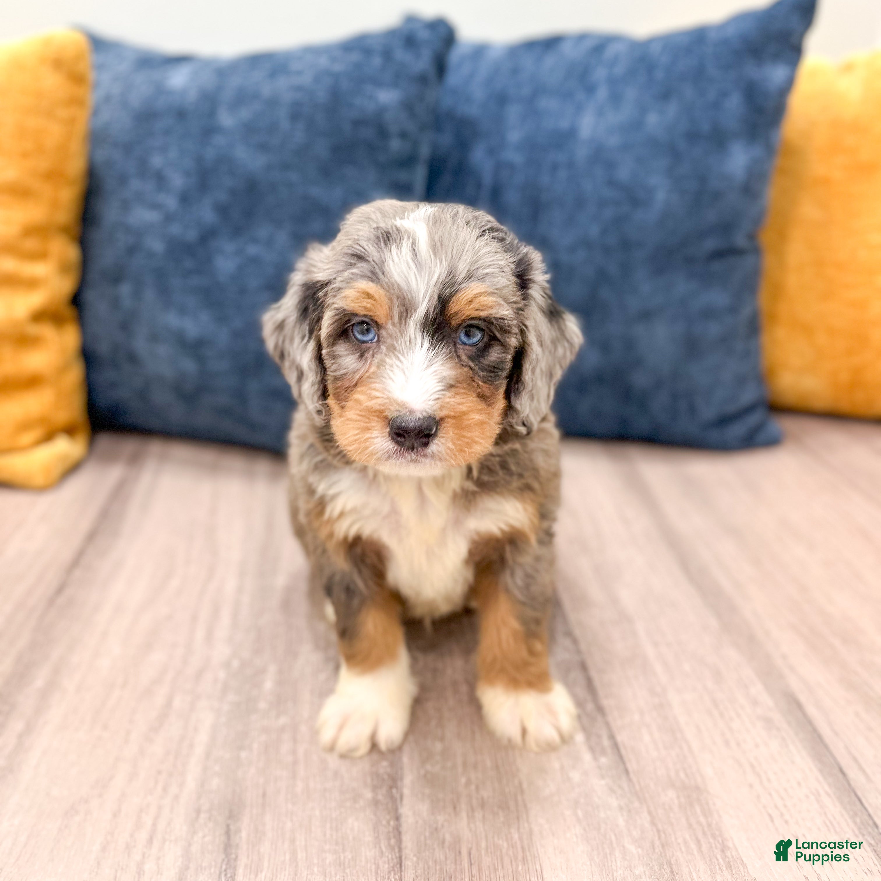 Mini Bernedoodle dogs for sale: Archie - Ad 8