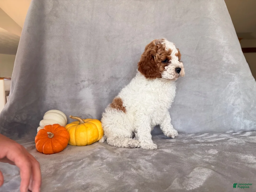 Cavapoo dogs for sale: Woodstock - Ad 3