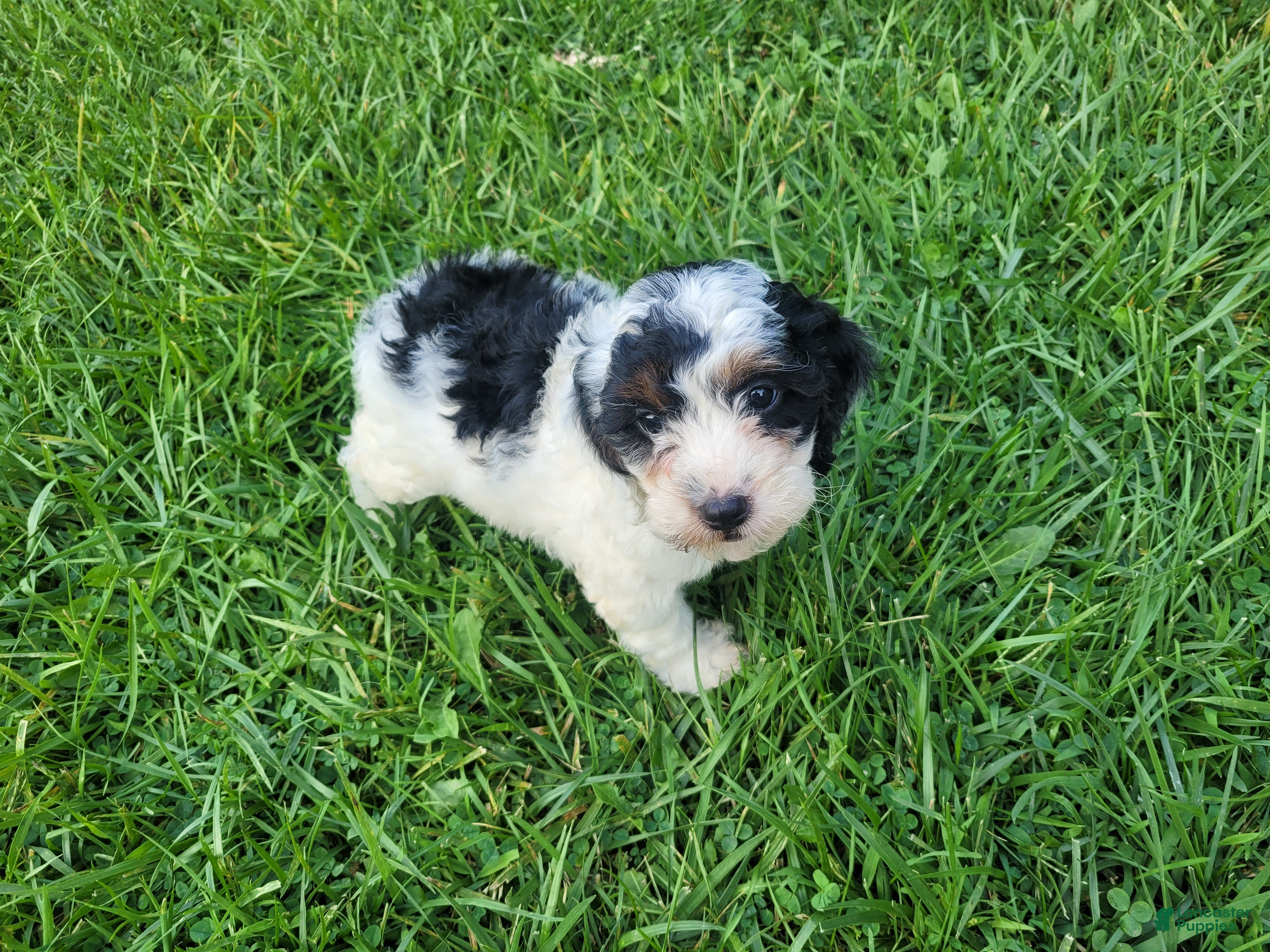 Cavapoo dogs Daisy - Ad 1