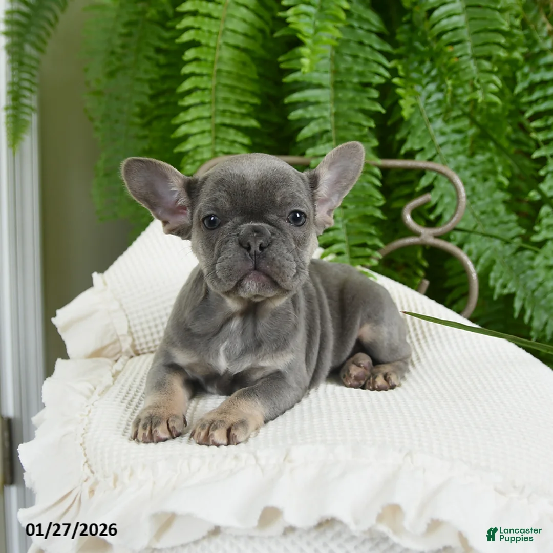 French Bulldog dogs for sale: Taffy - Ad 10