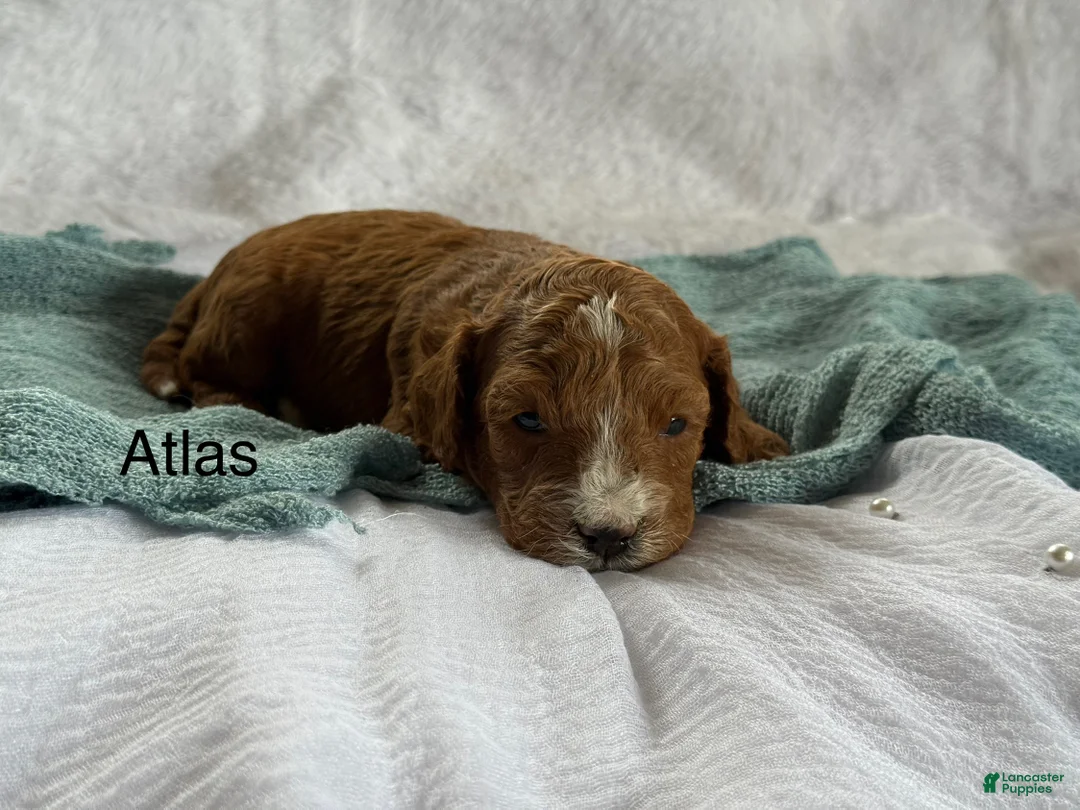 Cavapoo dogs for sale: Atlas - Ad 5