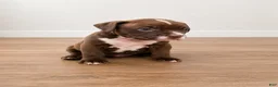 American Pit Bull Terrier dogs for sale: American Pit Bull Terrier 5 - Ad 2
