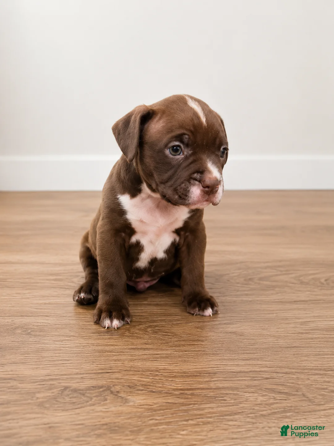 American Pit Bull Terrier dogs for sale: American Pit Bull Terrier 5 - Ad 2
