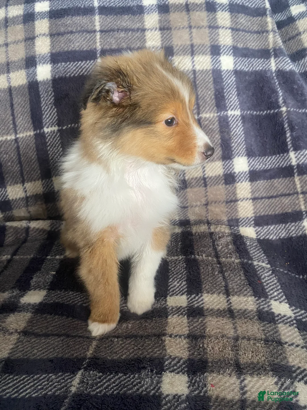 Shetland Sheepdog dogs for sale: Shetland Sheepdog Puppy 2 - Ad 3