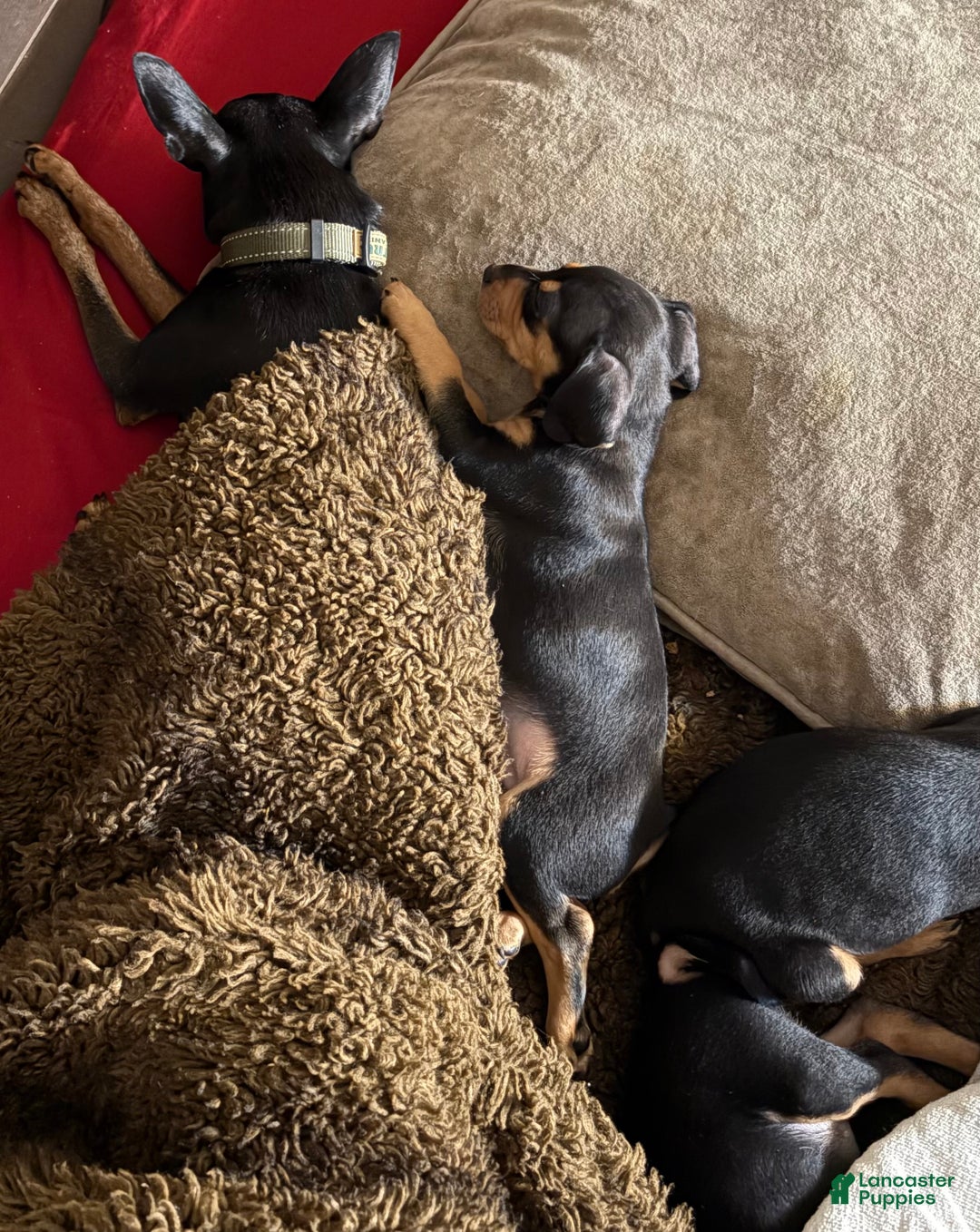 Mixed Breed dogs for sale: Pocket Pet 2 - Ad 4