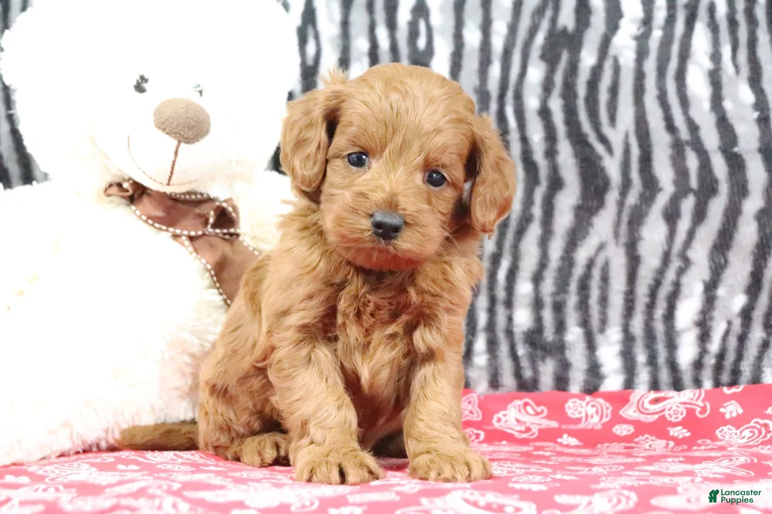 Mini Goldendoodle dogs for sale: Bozo - Ad 2
