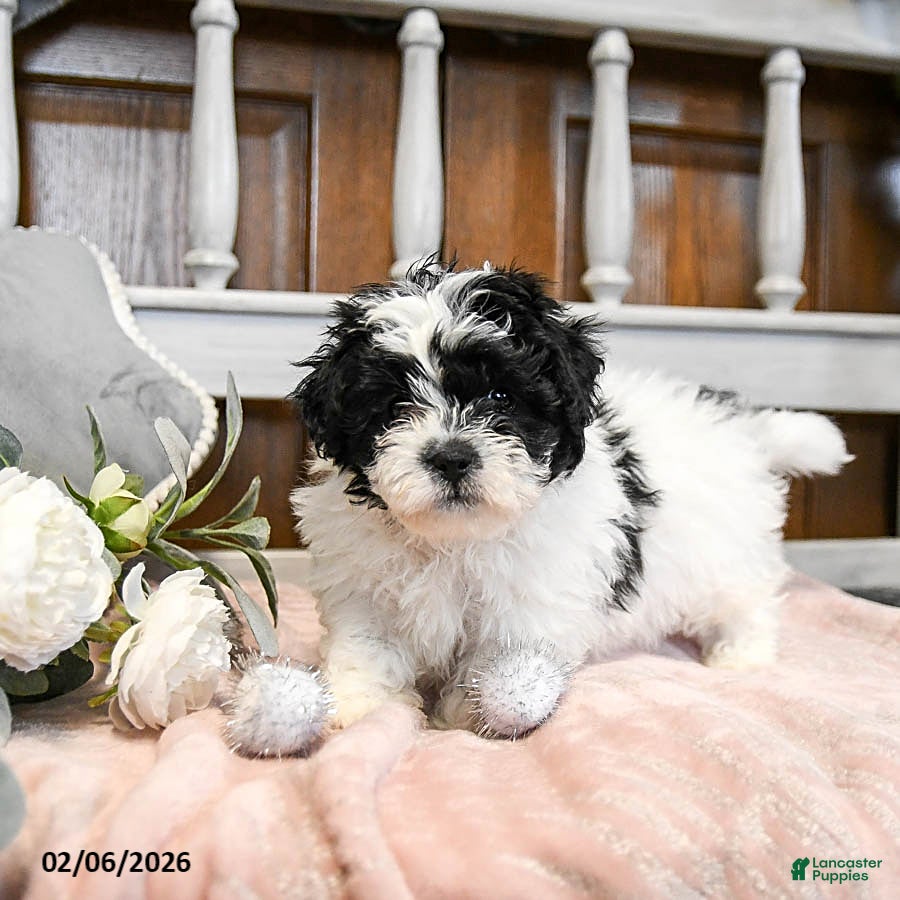 Teddy Bear dogs Kisses - Ad 2