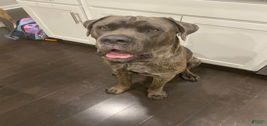 Gallery Image {{count}}