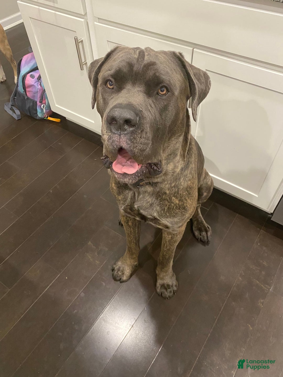 Gallery Image {{count}}