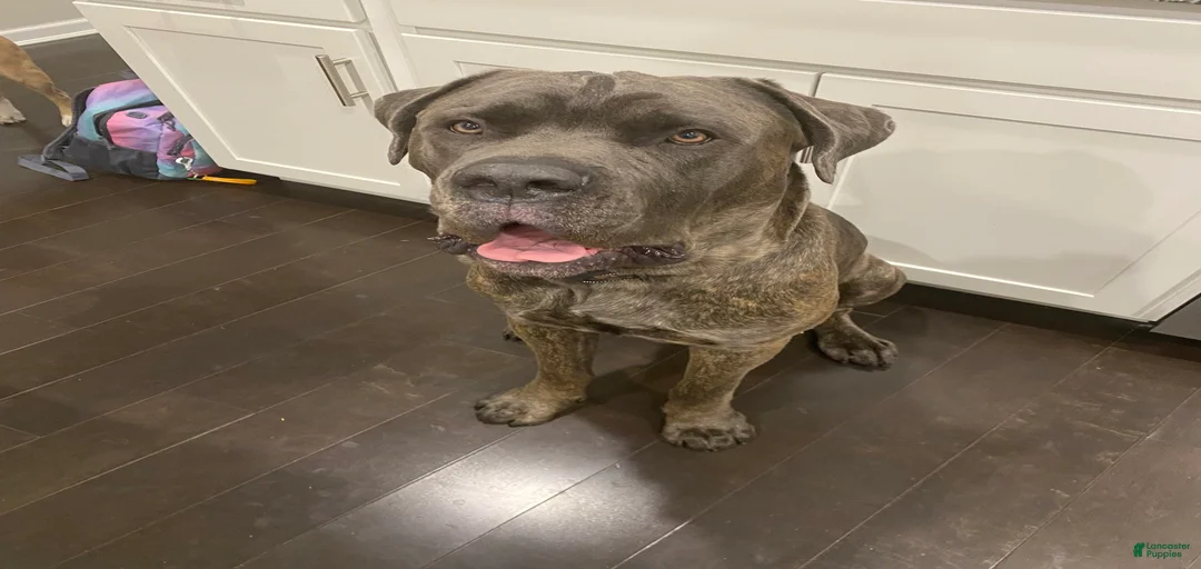 Gallery Image {{count}}