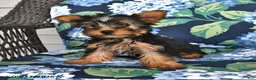 Yorkshire Terrier dogs for sale: Truffle  - Ad 3