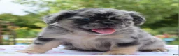 Mixed Breed dogs for sale: Ruby blue eyes merle - Ad 6