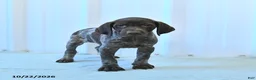 German Shorthaired Pointer dogs for sale: Captian - Ad 4