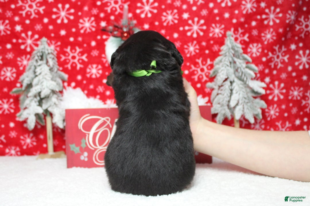 Bernese Mountain Dog dogs for sale: Pumbaa  - Ad 12