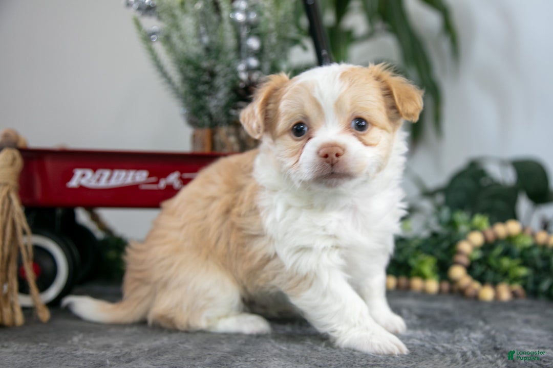 Chihuahua dogs for sale: Lenny - Ad 3