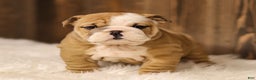 English Bulldog dogs for sale: Rudolph - Ad 8