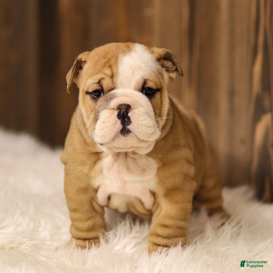 English Bulldog dogs for sale: Rudolph - Ad 8