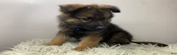 German Shepherd dogs for sale: Sierra - Ad 9