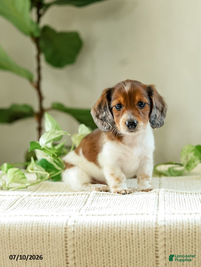 Miniature Dachshund dogs Aloha - Ad 1