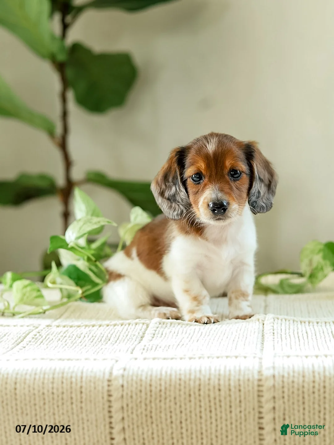 Miniature Dachshund dogs for sale: Aloha - Ad 1