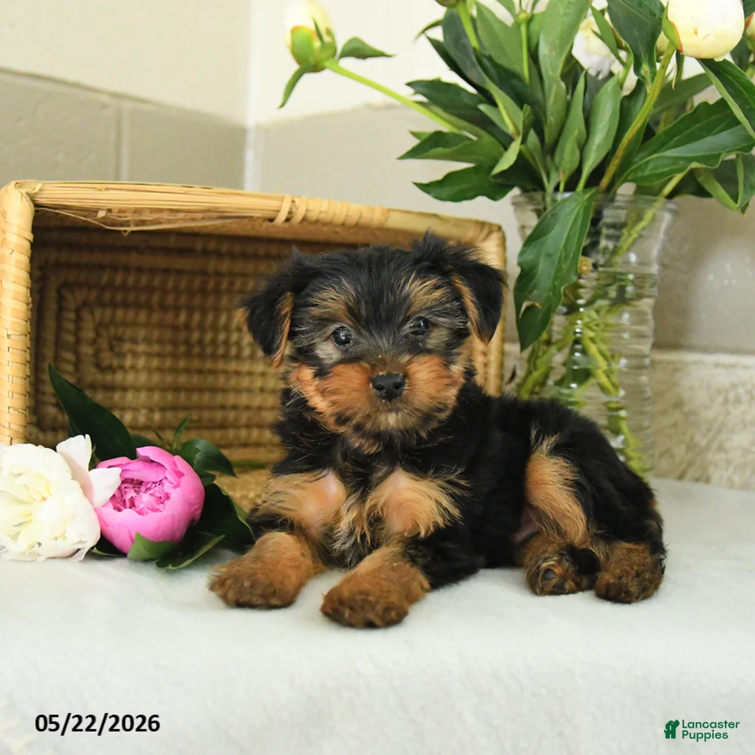 Yorkshire Terrier dogs for sale: Echo - Ad 3