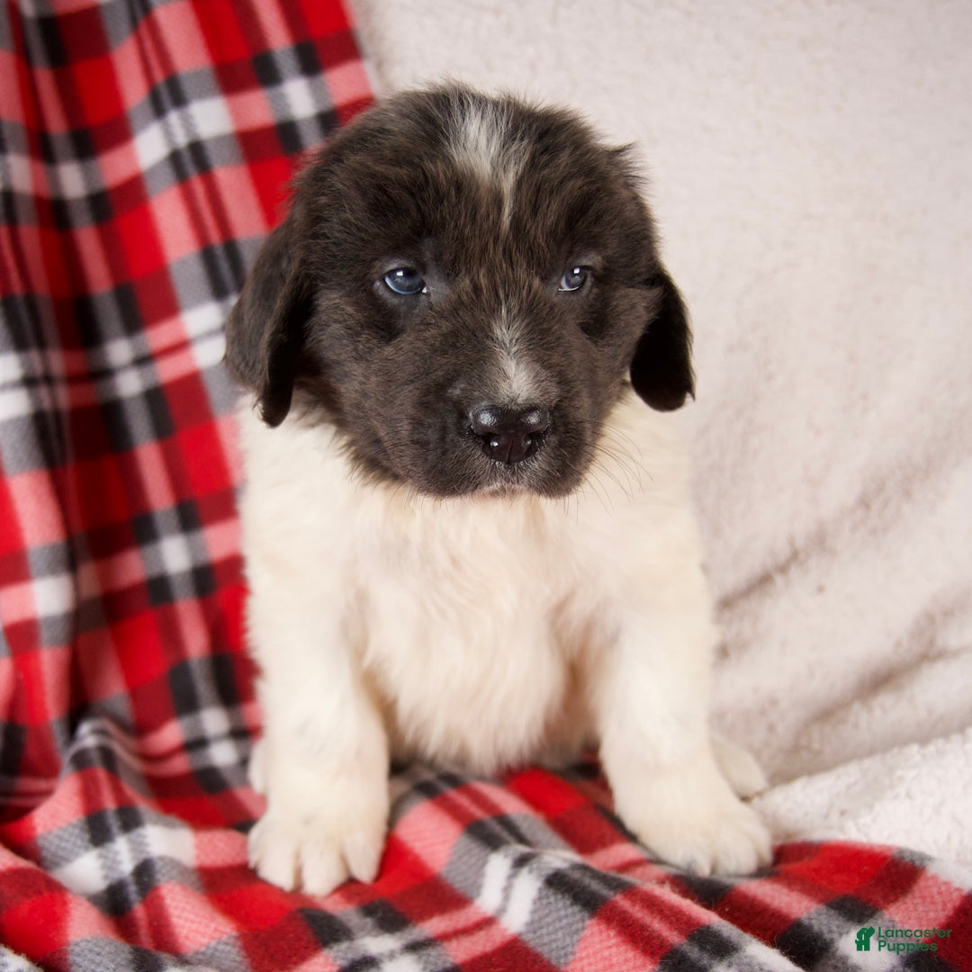 Newfoundland dogs for sale: Felix - Ad 4
