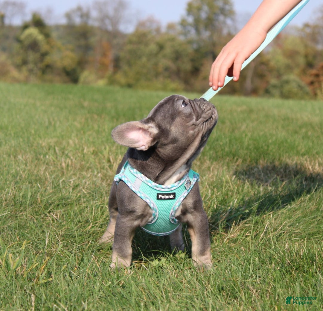 French Bulldog dogs for sale: Bridget - Ad 3