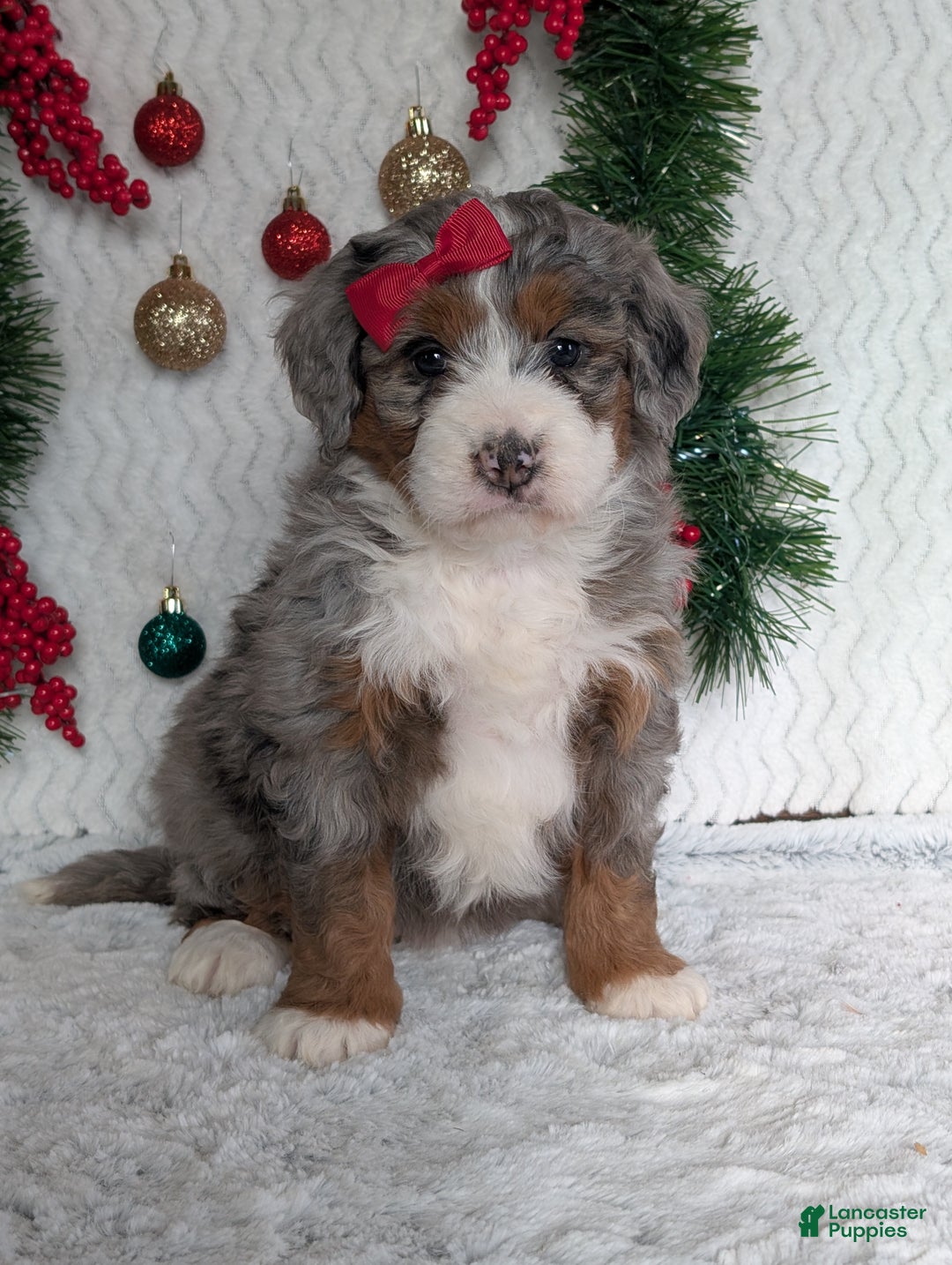 Mini Bernedoodle dogs for sale: Mini Opal  - Ad 22