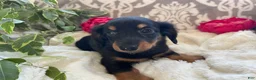 Miniature Dachshund dogs for sale: Corbin - Ad 11
