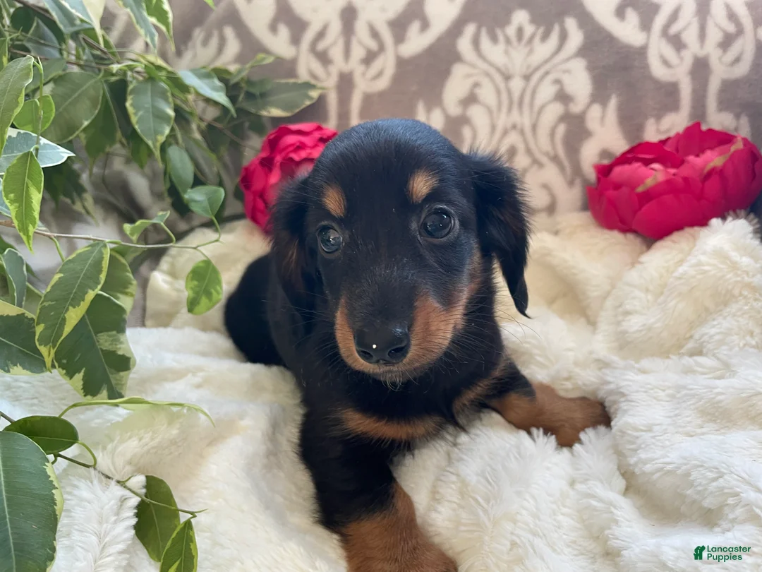 Miniature Dachshund dogs for sale: Corbin - Ad 11