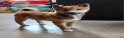 Shiba Inu dogs for sale: Blake - Ad 5