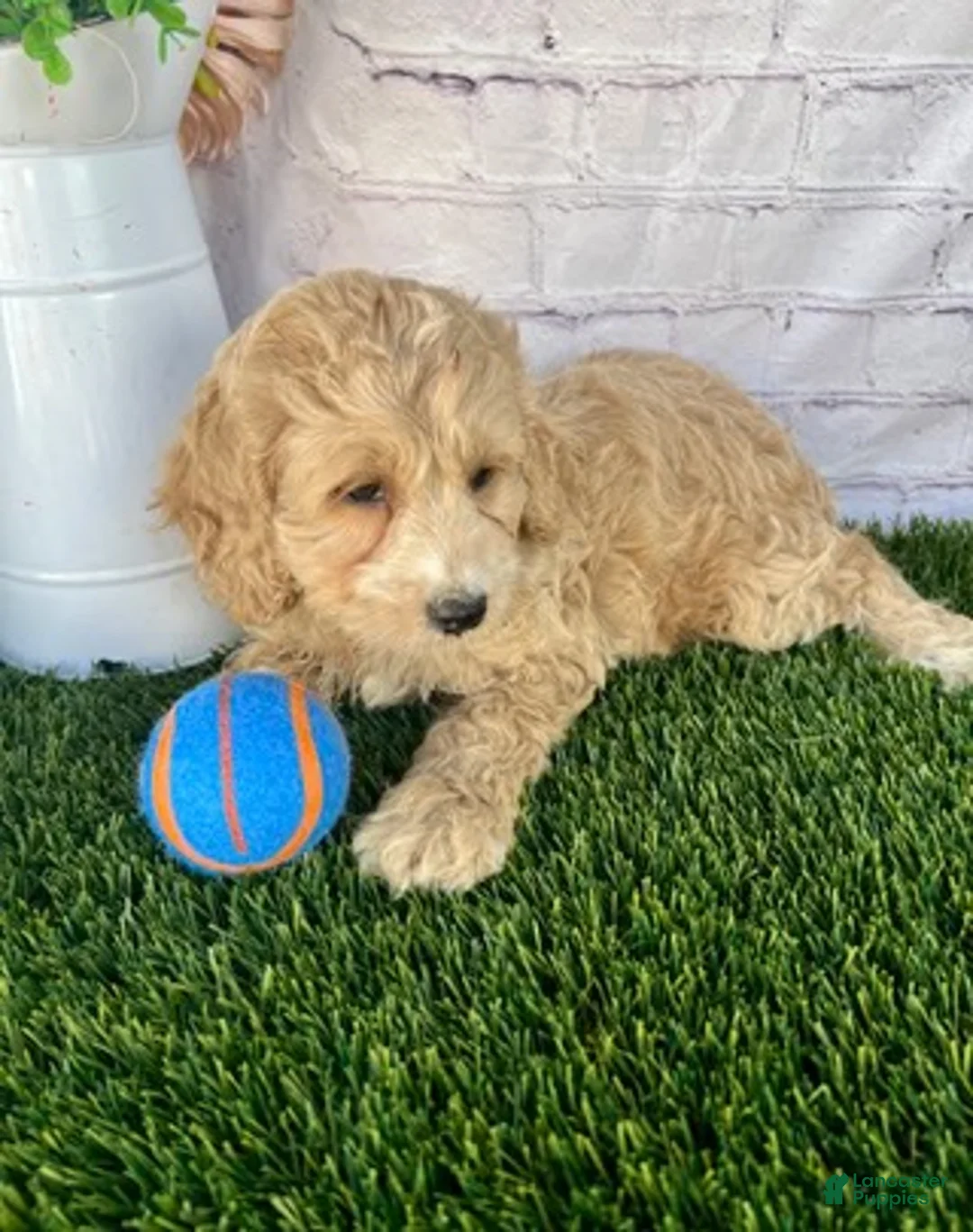 Cockapoo dogs for sale: Alex Cockapoo  - Ad 2