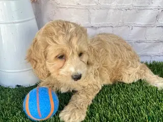 Cockapoo dogs Alex Cockapoo - Ad 2
