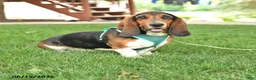 Basset Hound dogs for sale: Roy  - Ad 1