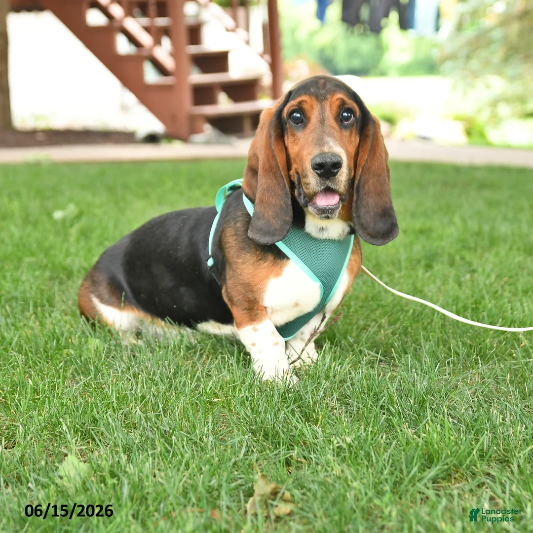 Basset Hound dogs for sale: Roy  - Ad 1