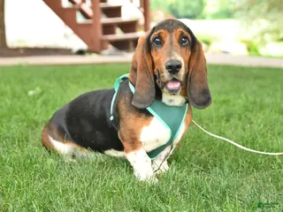 Basset Hound dogs for sale: Roy - Ad 3